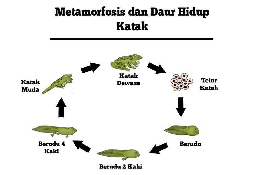 Rahasia Skor Tinggi Lewat Latihan Soal Bahasa Arab Kelas 11 Semester 1 2017 Terbaru Rahasia Skor Tinggi Lewat Latihan Soal Bahasa Arab Kelas 11 Semester 1 2017 Terbaru