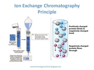 Ion Exchange Chromatography - Theory and Principle - YouTube